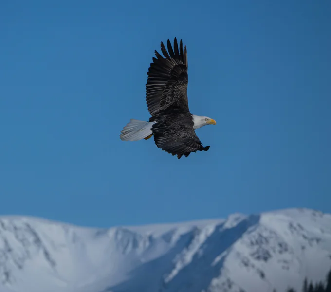 Bald eagle soaring with wings spread above snow-covered mountains and blue sky